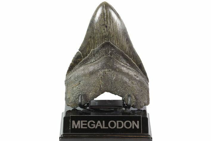 Fossil Megalodon Tooth - Georgia #101484